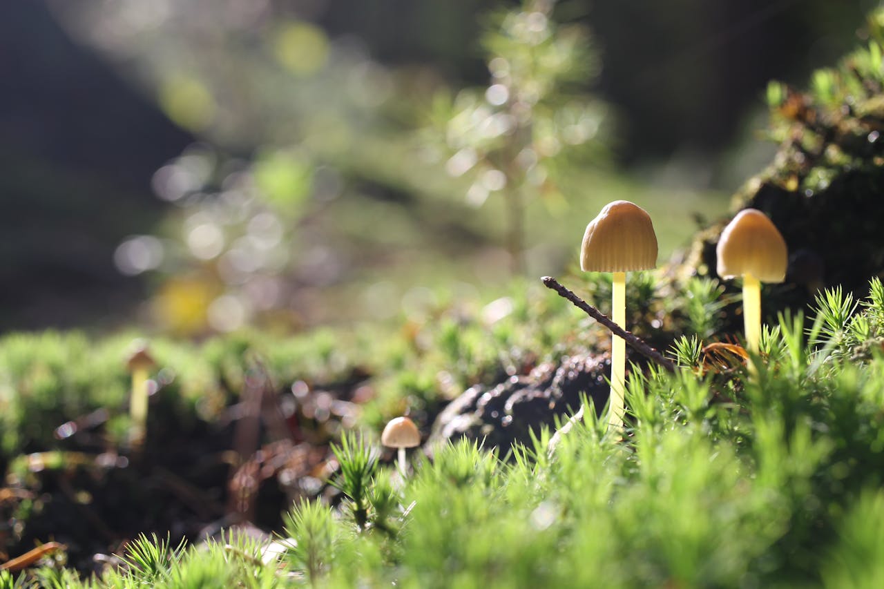 programs-03 A close-up view of tiny mushrooms in a sunlit forest setting, highlighting natural growth.